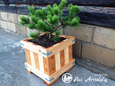 Pušis kalninė ,Rositech' (lot. Pinus mugo)